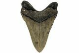 Fossil Megalodon Tooth - North Carolina #221821-2